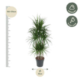 Dracaena Marginata Carrousel