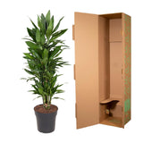 Dracaena Janet Lind vertakt - 110 cm - ø27