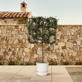 Quercus ilex tree on rack