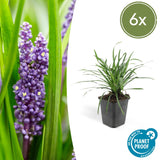 Liriope muscari 'Big Blue'