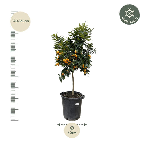 Citrus Kumquat