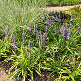 6 x Liriope muscari 'Ingwersen' - Ø 14 cm - ↨ 25 cm