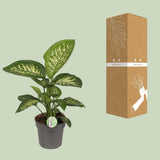 Dieffenbachia Reeva - Ø17cm - ↕50cm