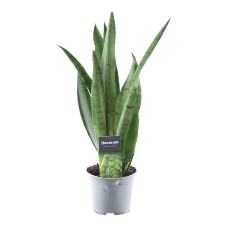 Sansevieria Spearmint