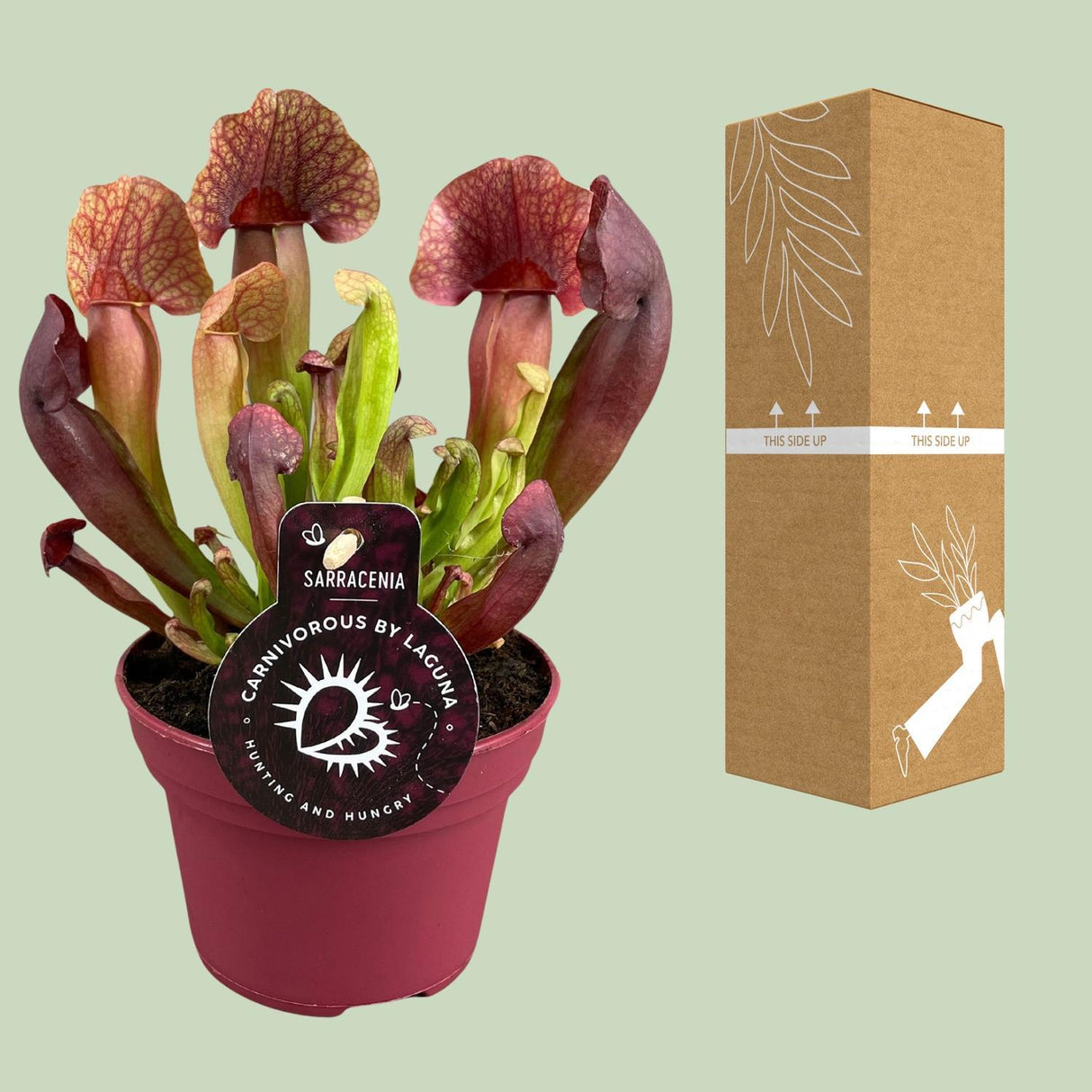 Sarracenia Catesbaei