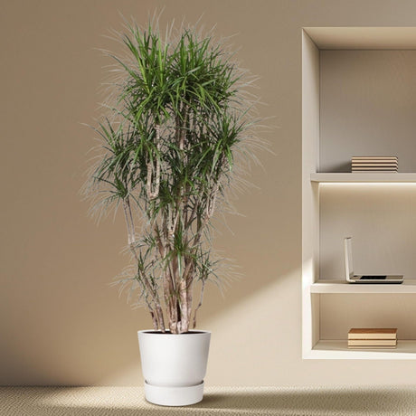 Dracaena Marginata vertakt - 210 cm - ø50