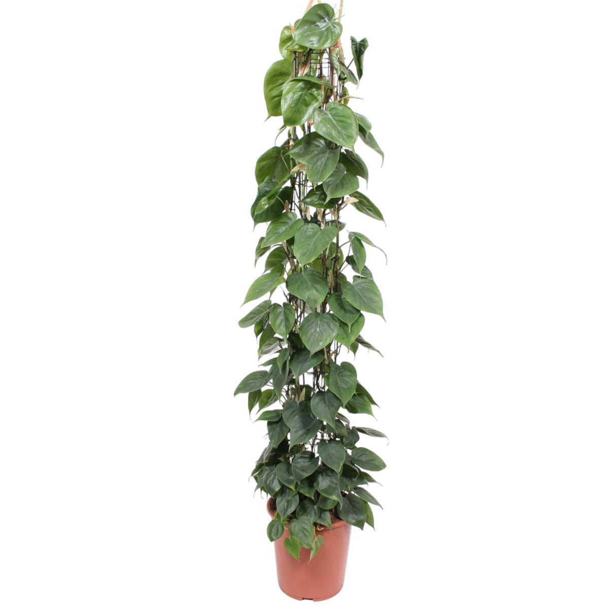 Philodendron Scandens gaasrek