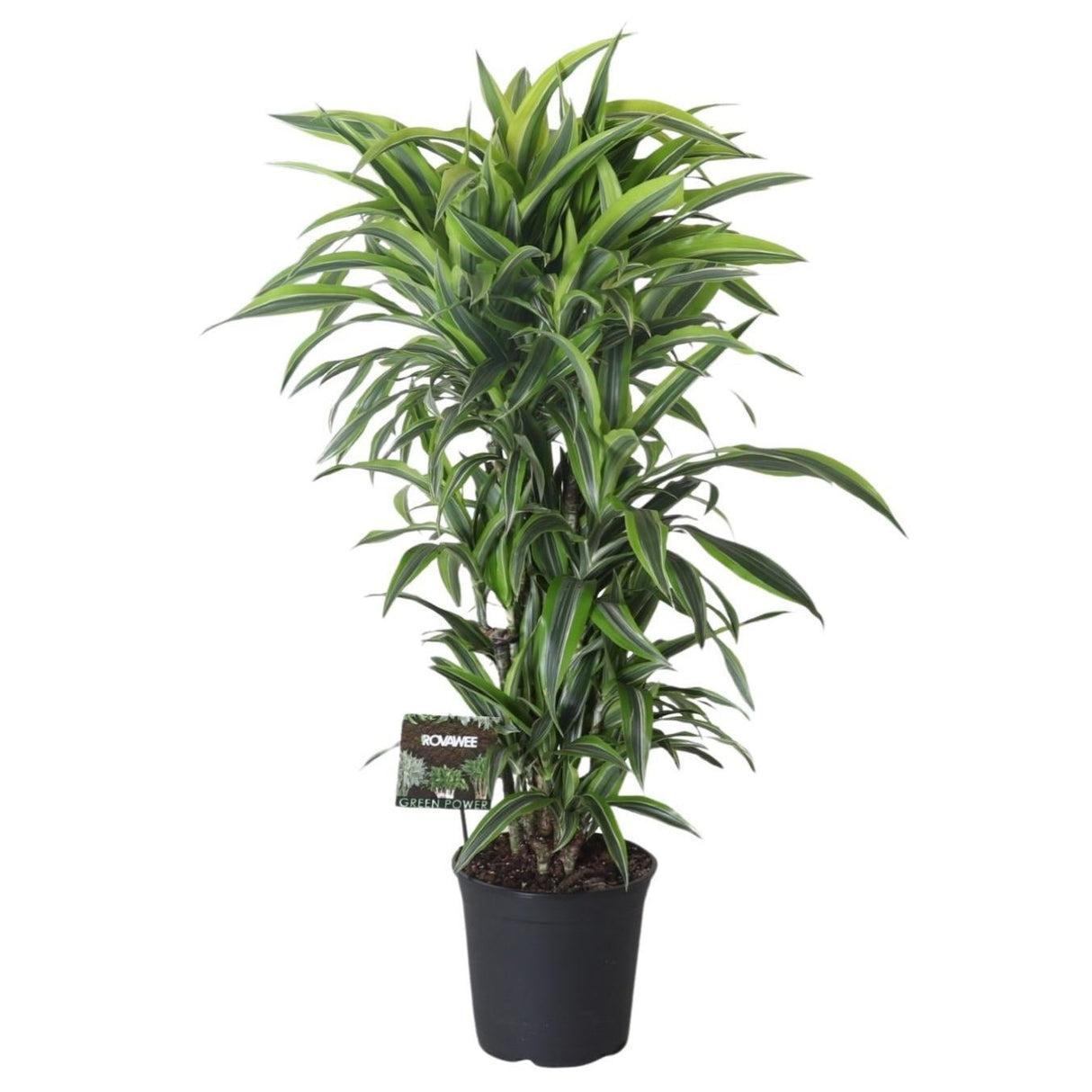 Dracaena Fragrans Lemon Lime Vertakt