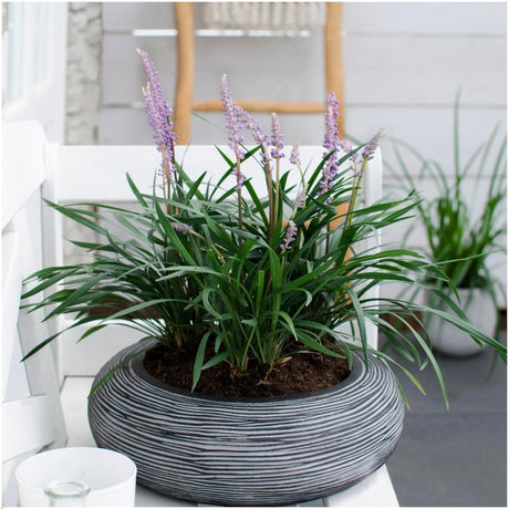 6 x Liriope muscari 'Ingwersen' - Ø 14 cm - ↨ 25 cm