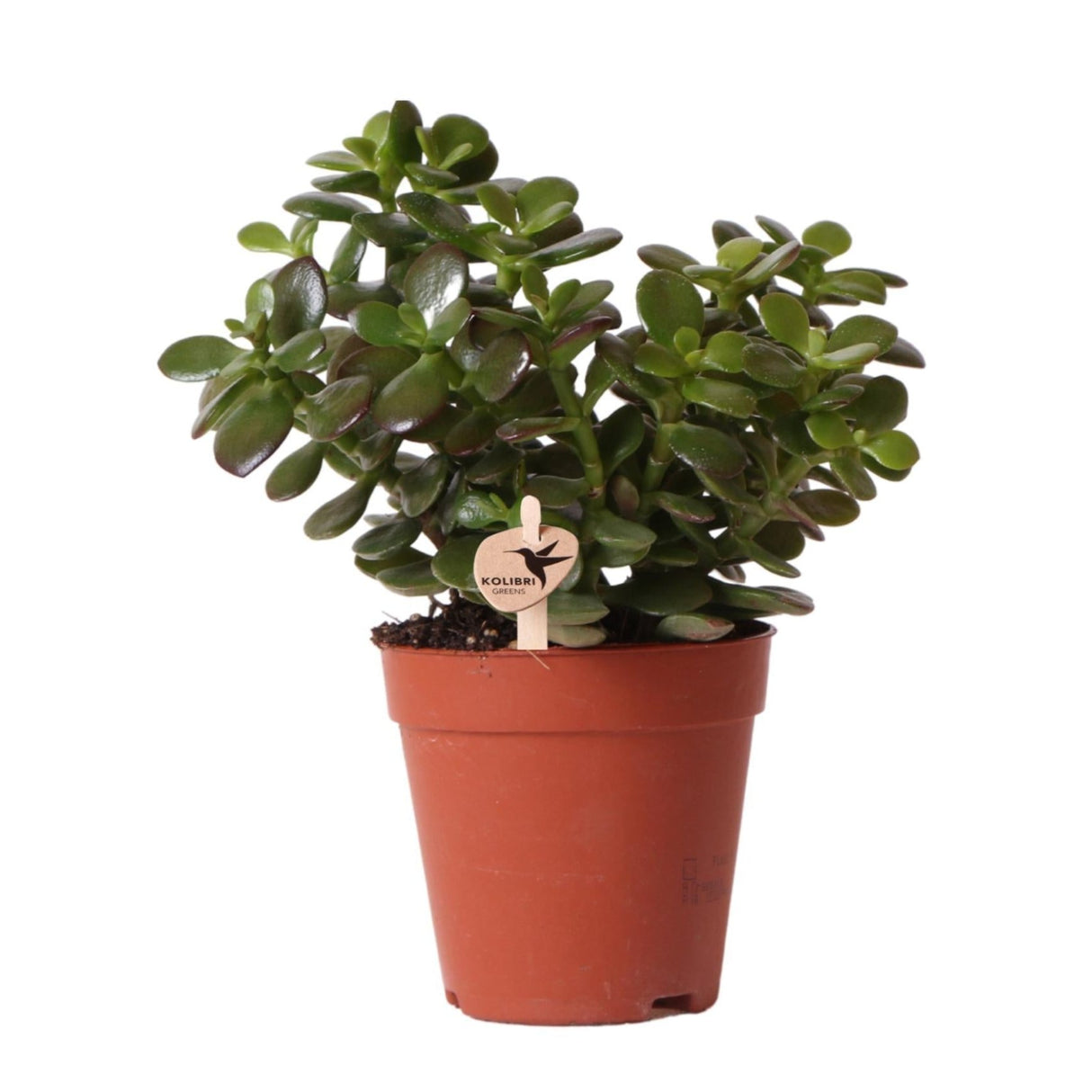 Crassula Minor