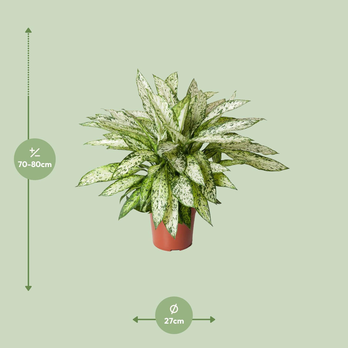 Dieffenbachia Vesuv - Ø27cm - ↕80cm