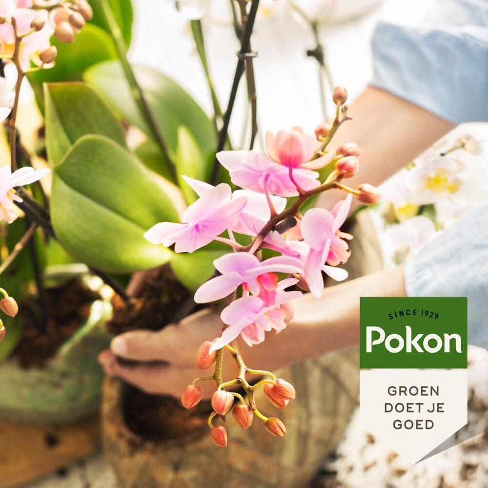 Pokon Powerspray orkidé 300 ml