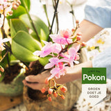 Pokon Powerspray orchid 300 ml