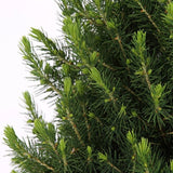 Kleine Kerstboom i Kerstmis sierpot - 70 cm - Picea Glauca Conica - Standalone