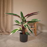 Calathea Triostar - Peacock Plantt - Ø19cm - ↕70cm