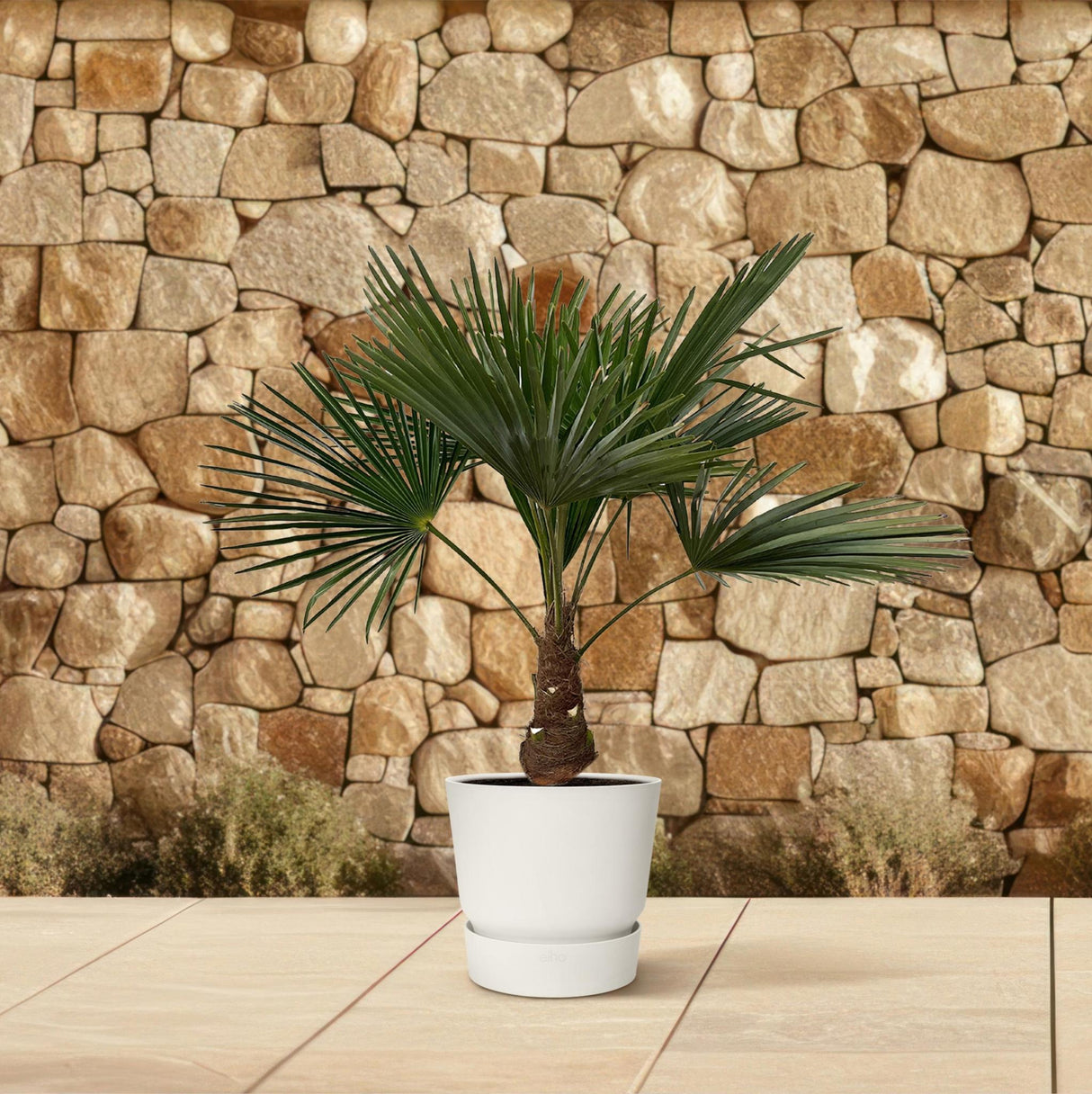 Trachycarpus