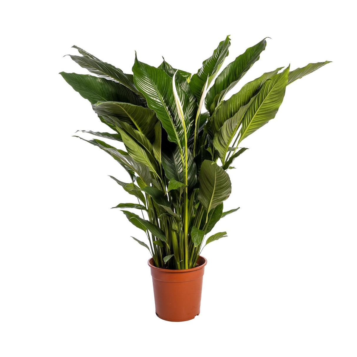 Spathiphyllum Sweet Sebastiano