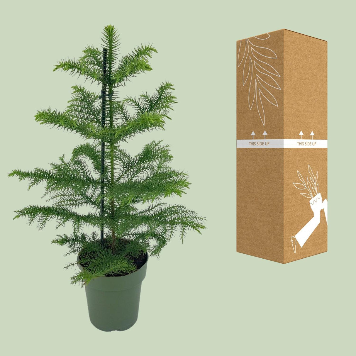 Araucaria Heterophylla - Ø21cm - ↕70cm - Ø14 - ↨40cm