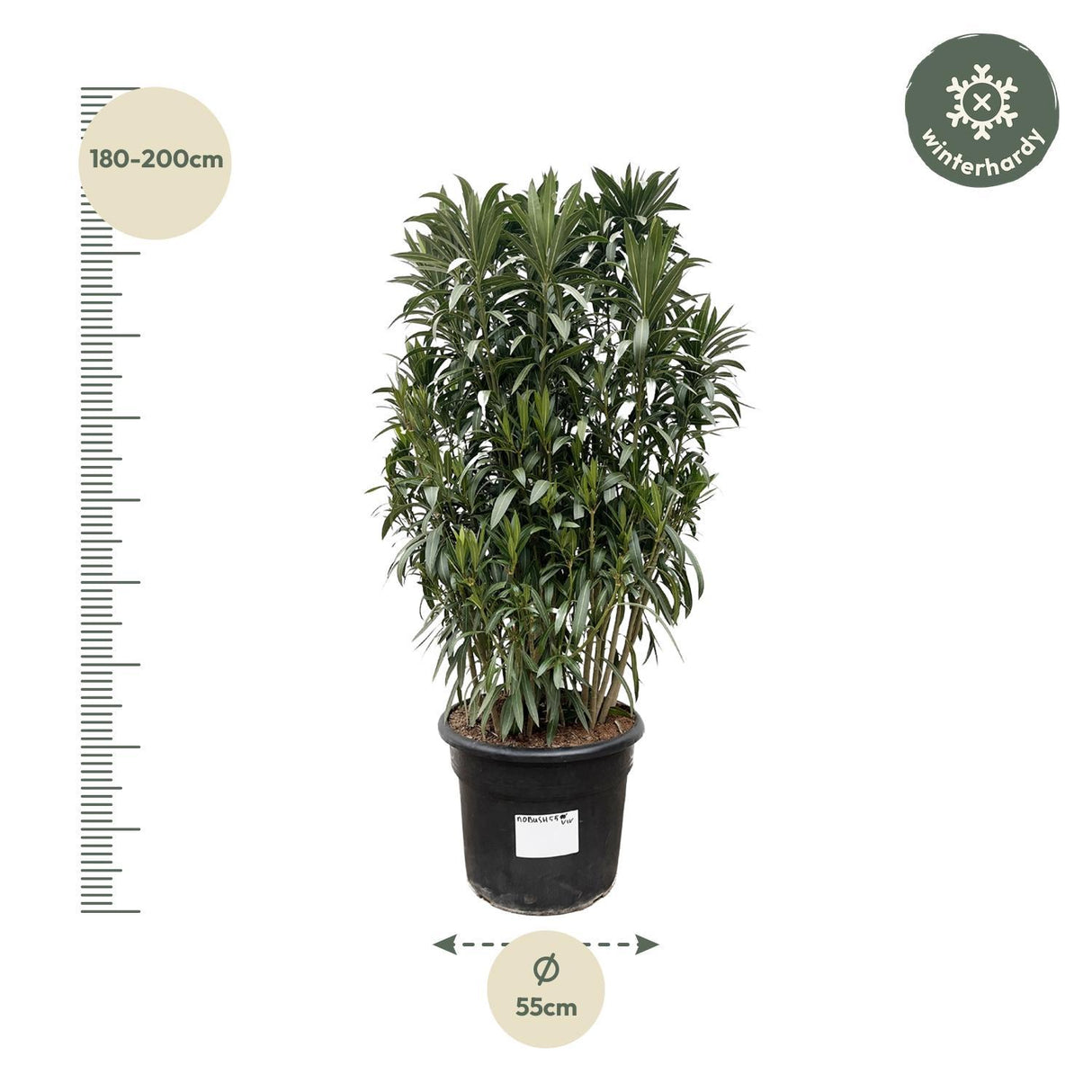 Nerium Oleander struik