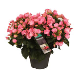 Begonia Betulia Candy - Ø19cm - ↕35cm