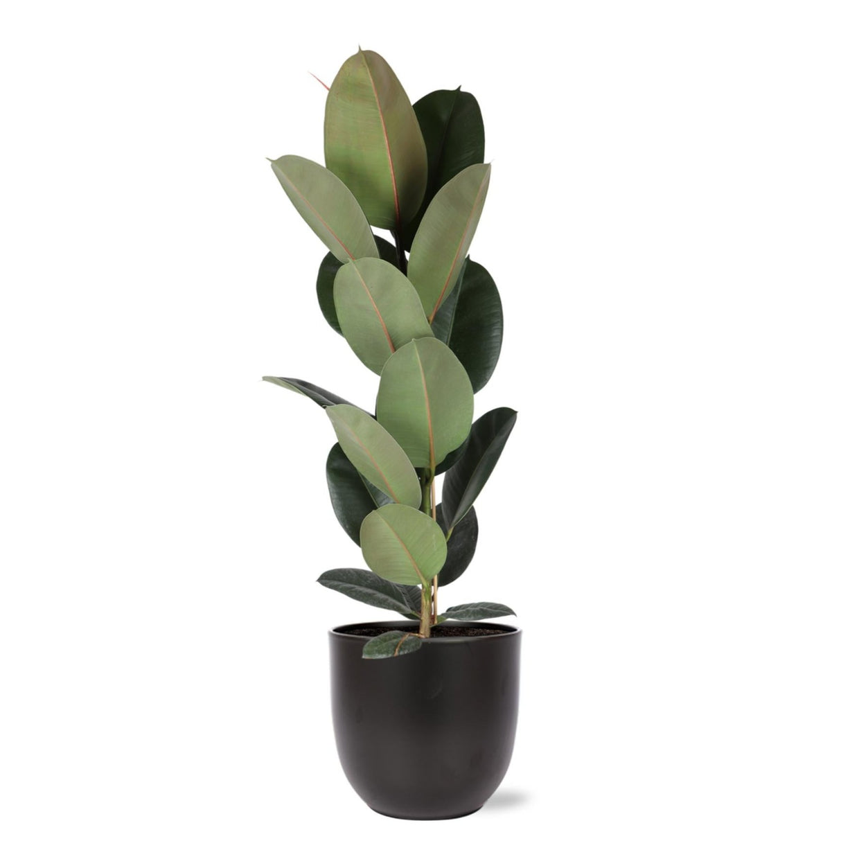 Ficus Elastica Robusta - Ø21cm - ↕90cm i Boule ANTRACIET gryde