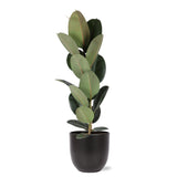 Ficus Elastica Robusta - Ø21cm - ↕90cm i Boule ANTRACIET gryde