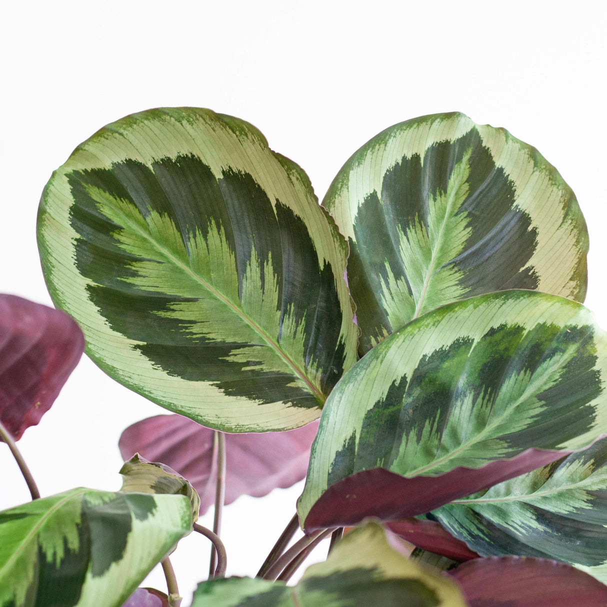 Calathea Medaillon met Viber wit - 65cm - Ø21