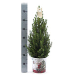 Kleine Kerstboom i Kerstmis sierpot - 70 cm - Picea Glauca Conica - Standalone