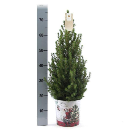 Christmas Tree - Picae Glauca Conica