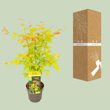 Acer palmatum Orange Dream - Ø19cm - ↕40cm - Ø19 - ↨50cm