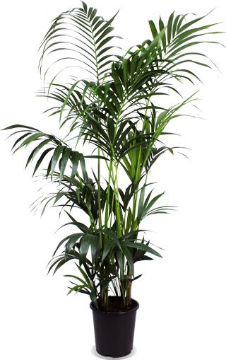 Kentia Palm