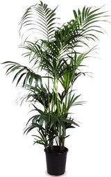 Kentia Palm