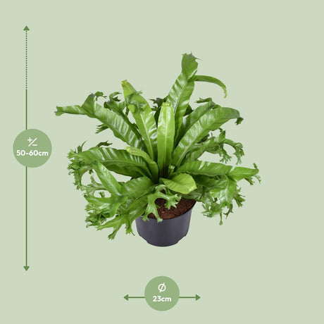 Asplenium Nidus Crissie - Ø23cm - ↕55cm