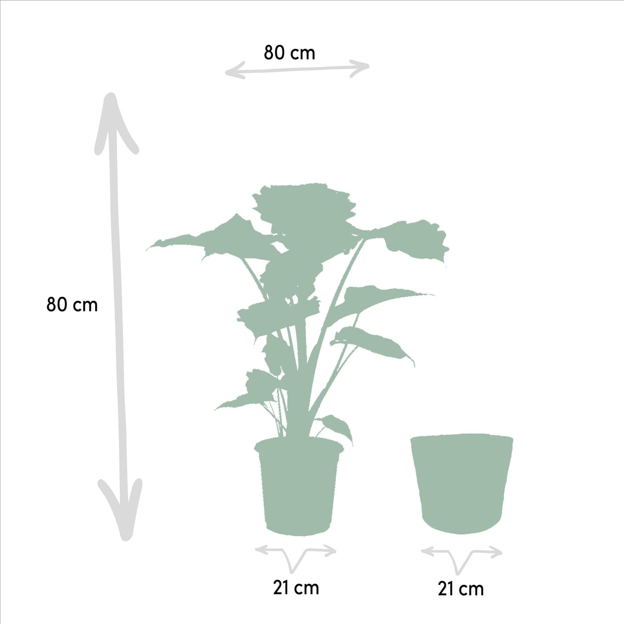 Alocasia Portodora - Ø21cm - ↕80cm + Mand Selin