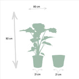 Alocasia Portodora - Ø21cm - ↕80cm + Mand Selin