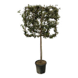 Quercus ilex tree on rack