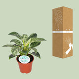 Philodendron Birkin