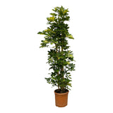 Schefflera Gold Capella struik