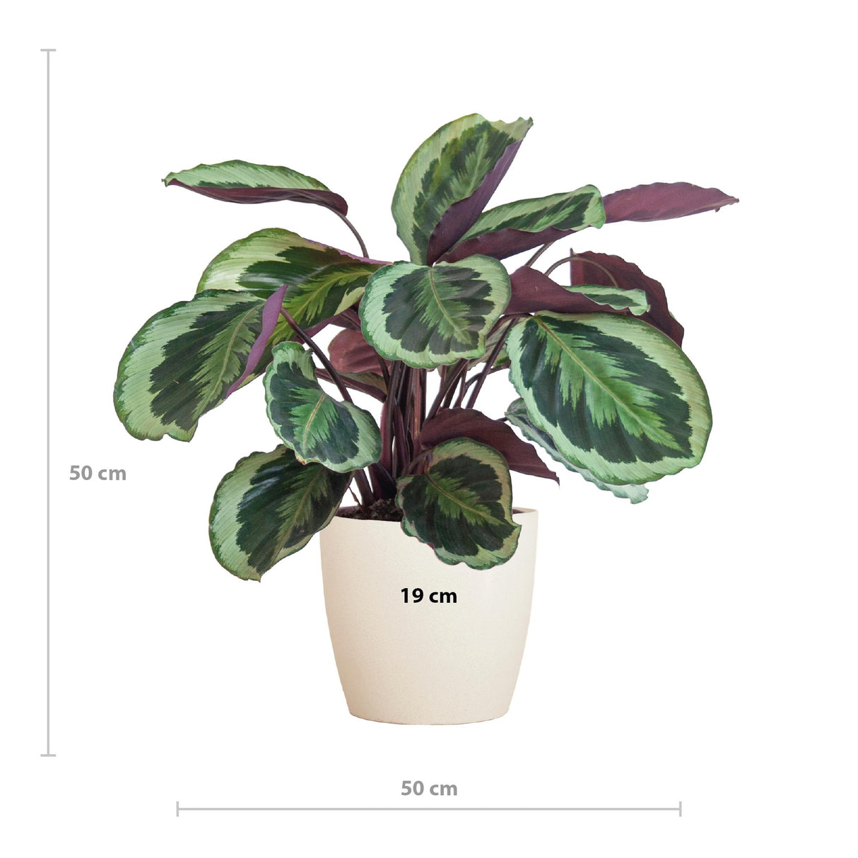 Calathea Medaillon met Viber wit - 65cm - Ø21