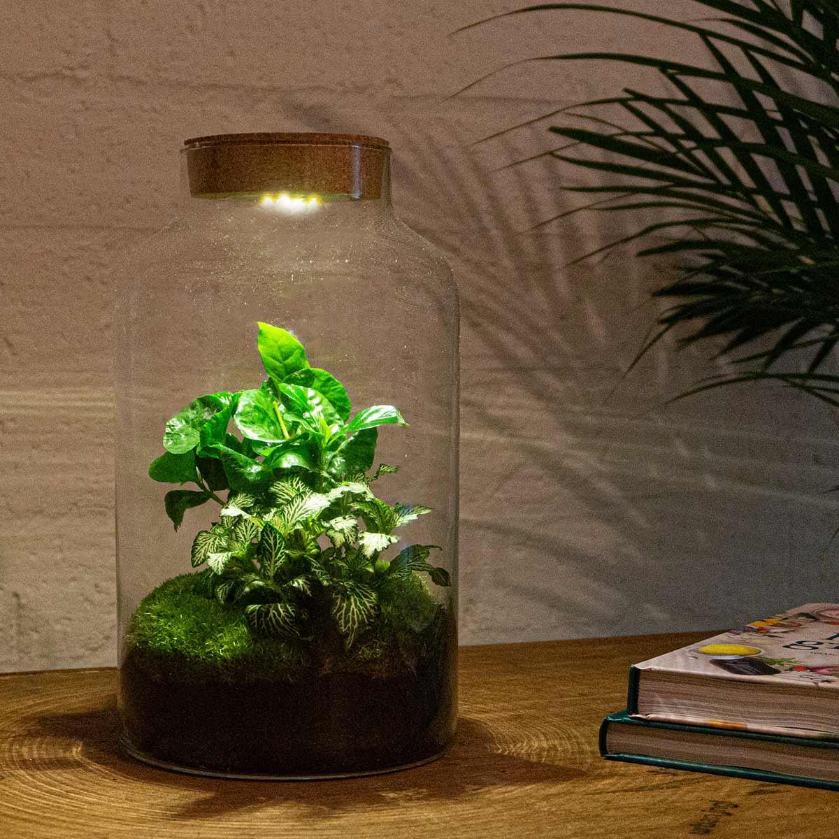 DIY terrarium - Milky Coffea met lampe - ↕ 31 cm - Normal