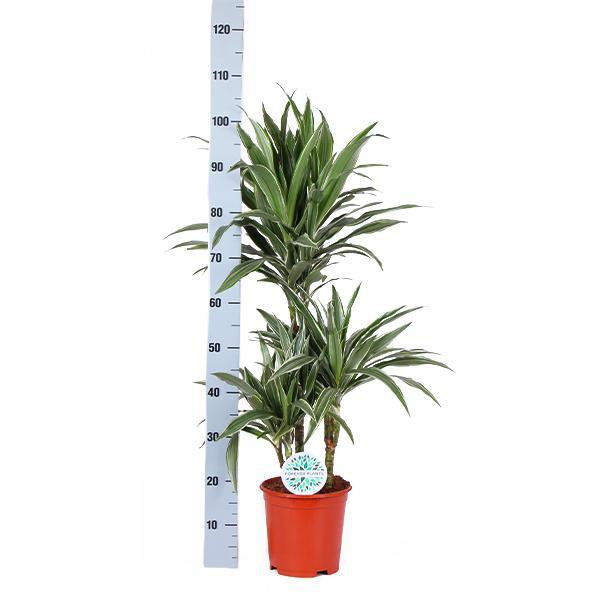 Dracaena Warneckii Ø21cm - ↕65cm i Albury BLACK print mand