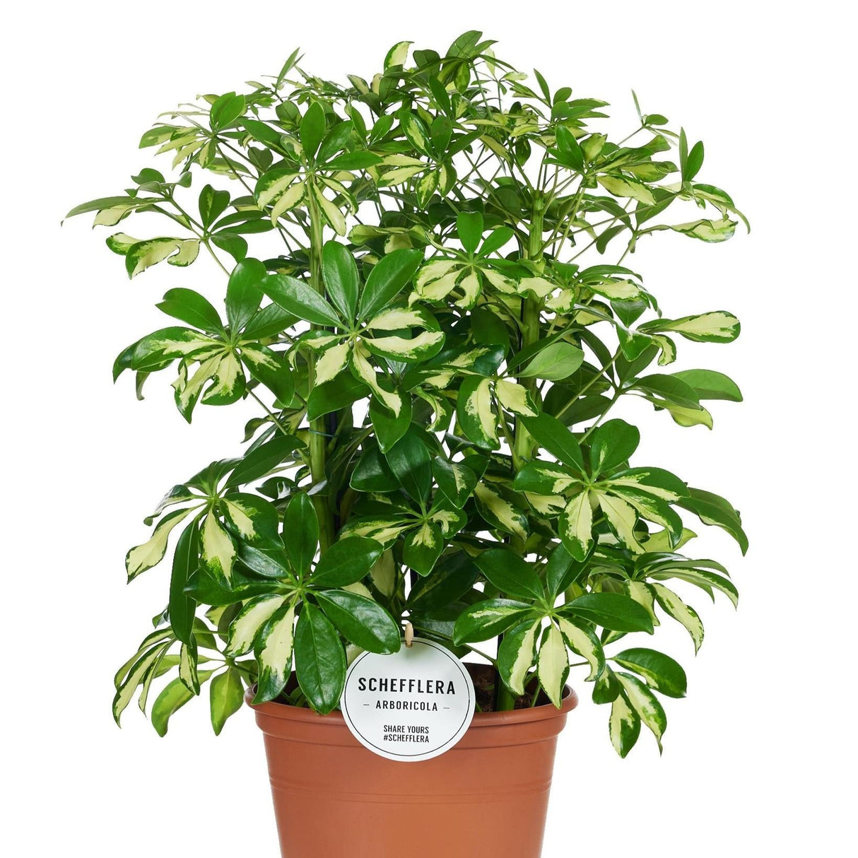 Schefflera Gerda