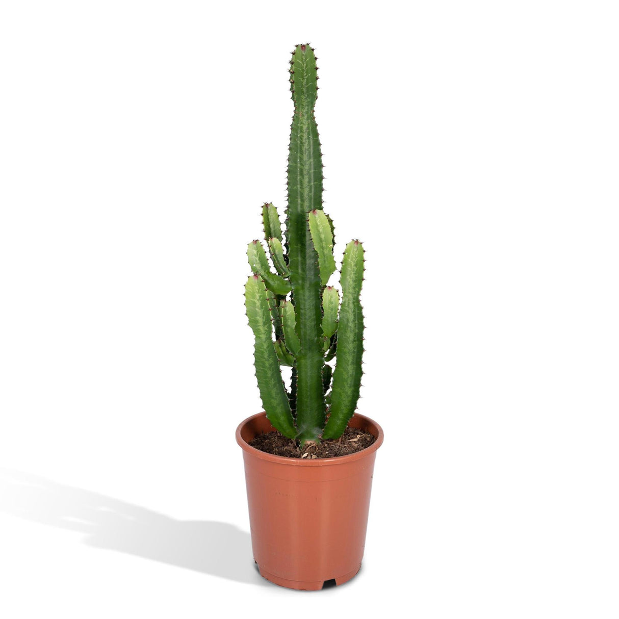 Euphorbia Acrurensis - Ø24cm - ↕90cm - Ø24 - ↨60cm 