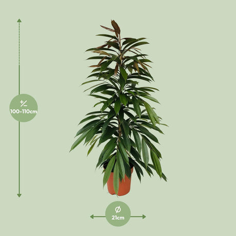 Ficus Binnendijkii Amstel King - Ø21cm - ↕95cm