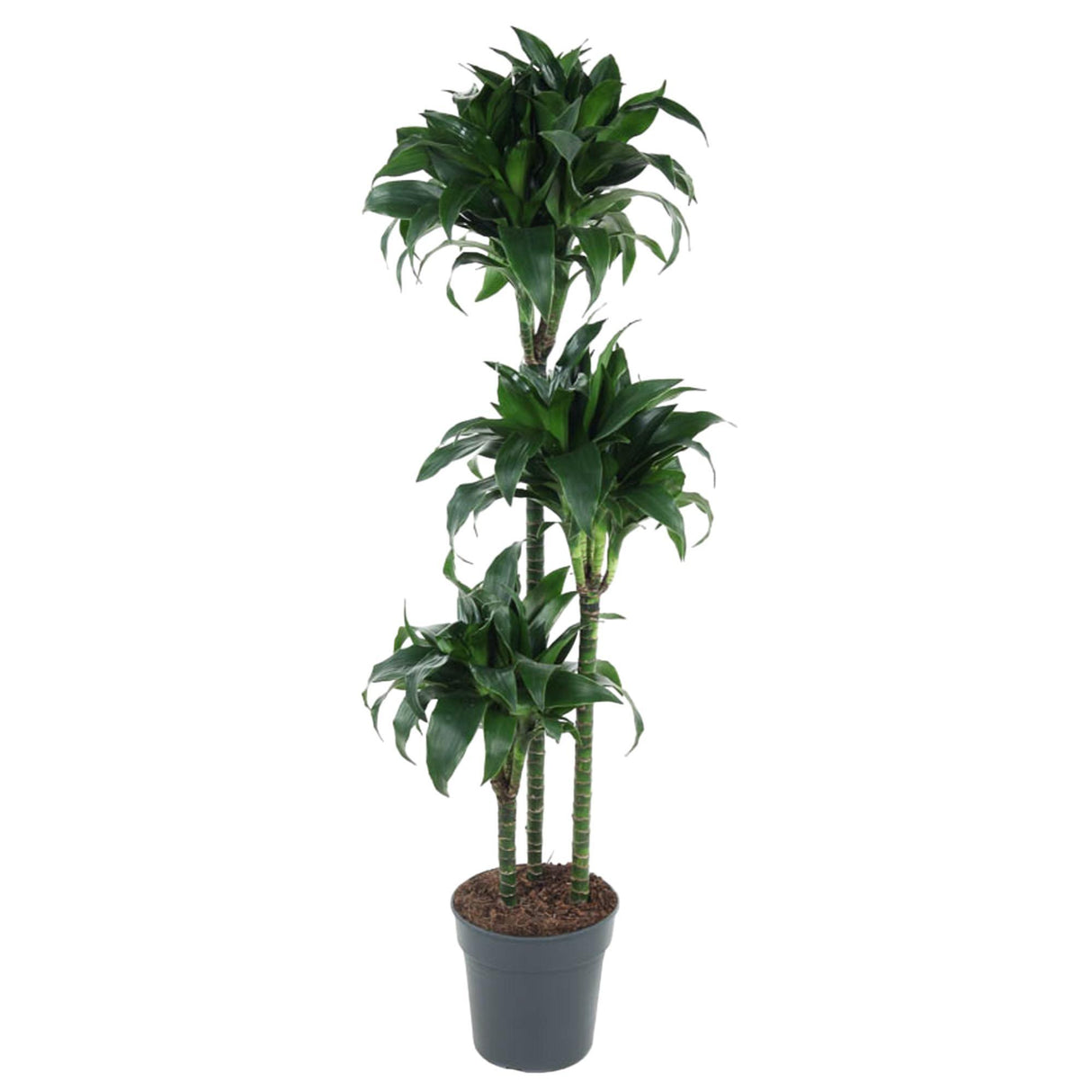 Dracaena Tatuade