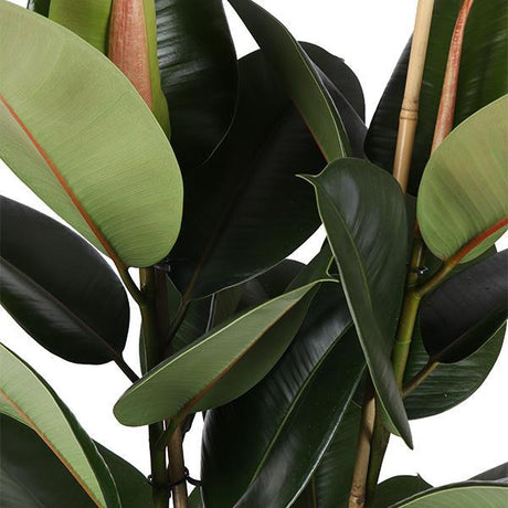 Ficus Elastica Robusta - Ø21cm - ↕90cm i Boule ANTRACIET gryde