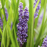 Liriope muscari 'Big Blue'