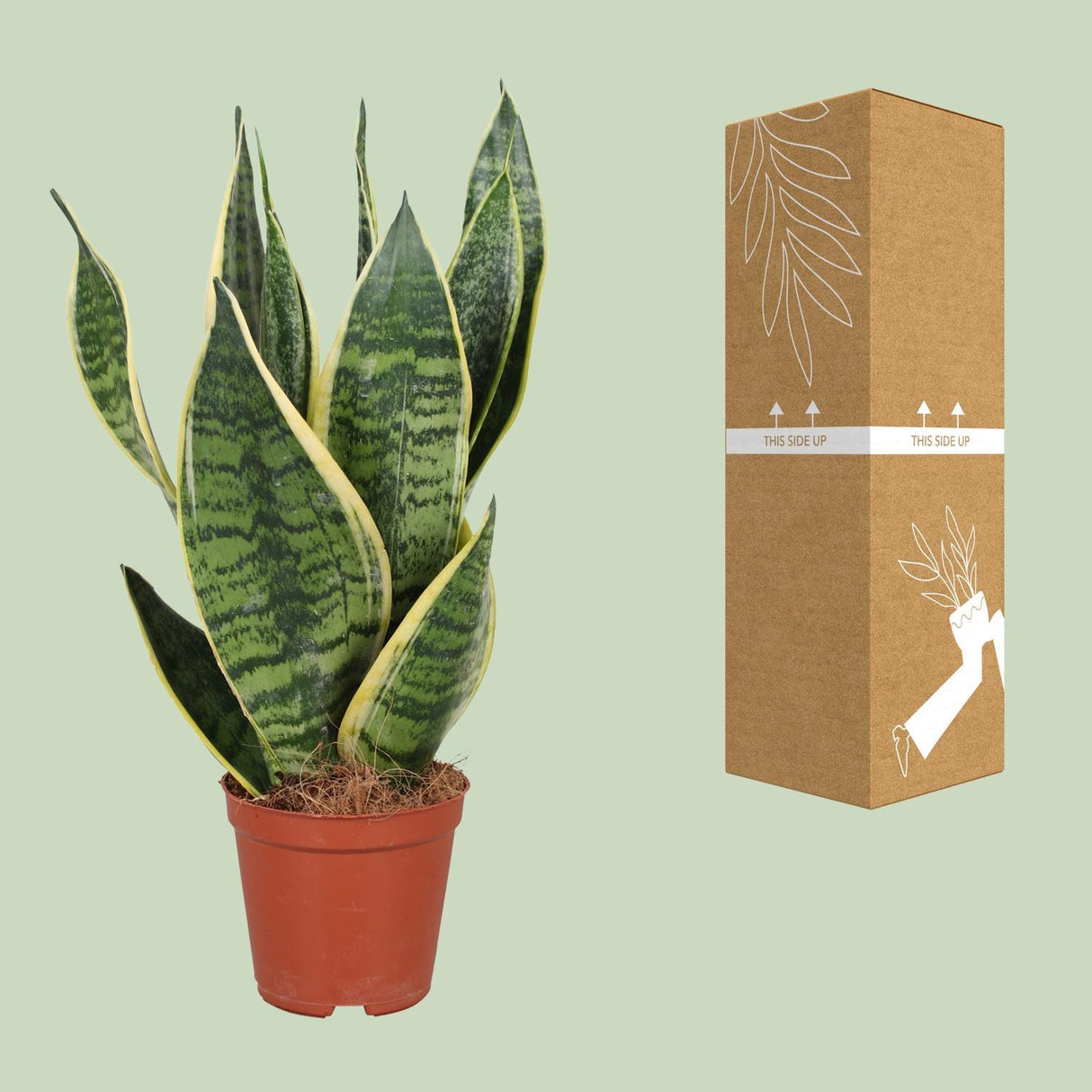 Sansevieria Trifasciata Futura Superba