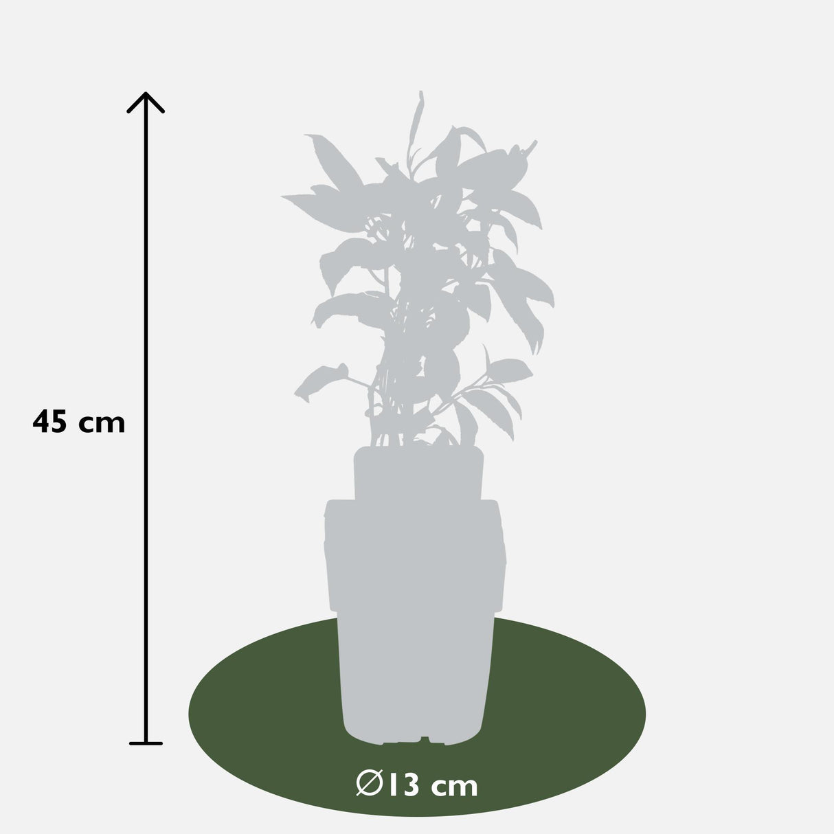 3x - Actinidia arguta 'Issai' - ↨45cm - Ø13