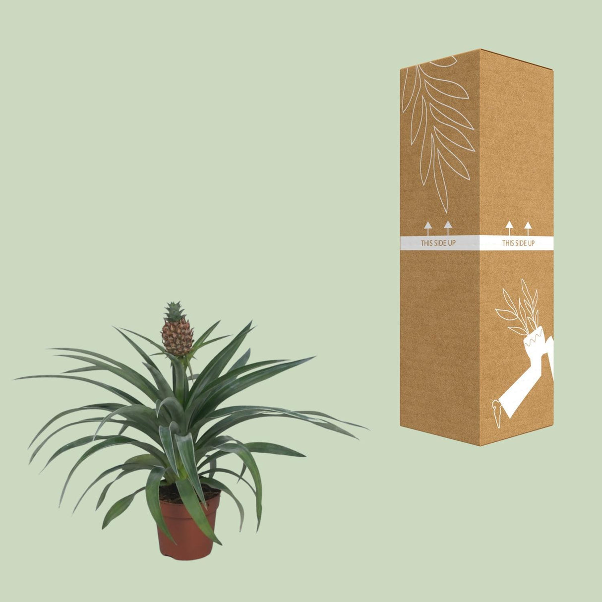 Ananas Mi Amigo - Ø12cm - ↕40cm